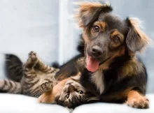 Solicitar Castração De Cães e Gatos Em São Paulo
