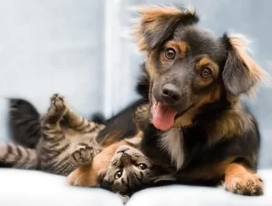 Solicitar Castração De Cães e Gatos Em São Paulo