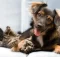 Solicitar Castração De Cães e Gatos Em São Paulo